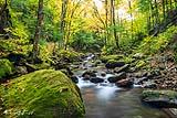 Chittenden Brook VT 2021